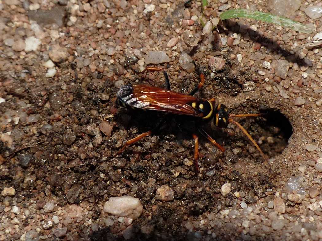 Batozonellus lacerticida: video e foto